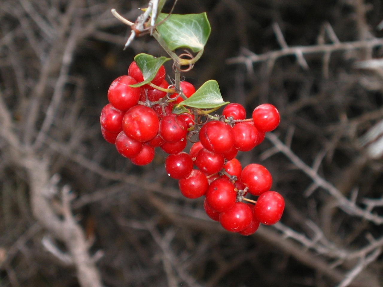 Common Smilax